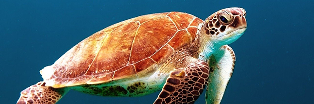 sea turtles