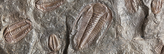 fossils