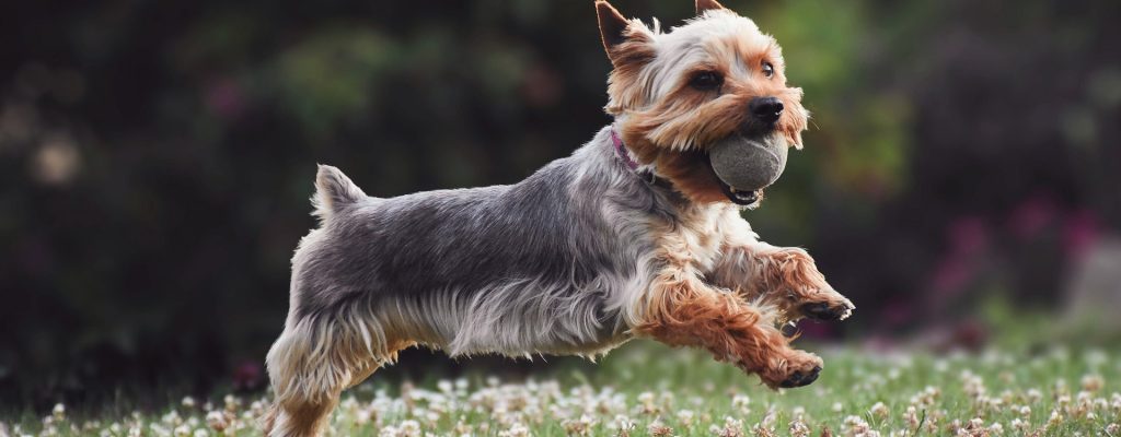 dog running