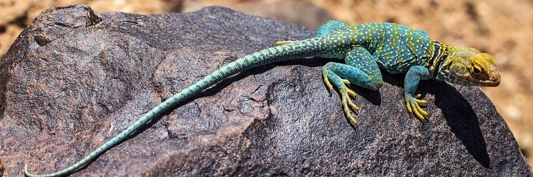 collared lizard