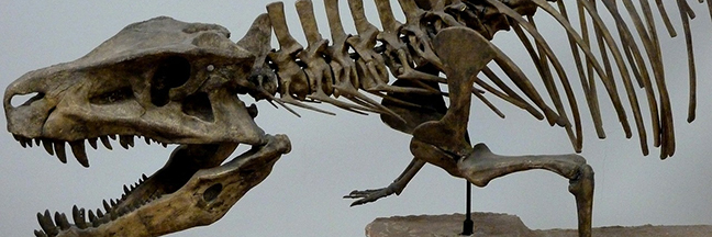 dinosaur skeleton