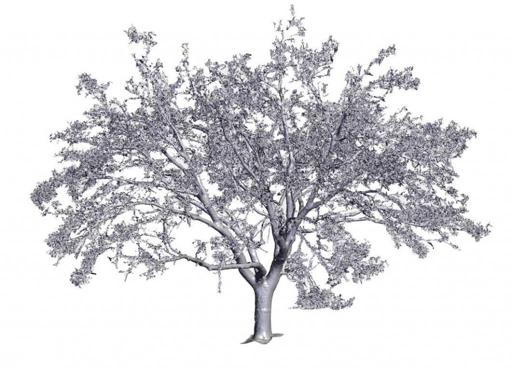 tree 3d scanning services