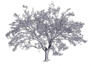 tree 3D scanning services