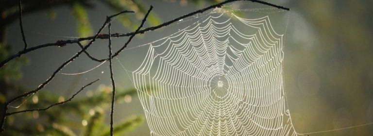 3D Laser Scanning Services Help Transform Spider Webs into Music