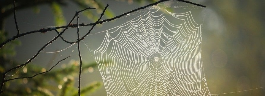 3D Laser Scanning Services Help Transform Spider Webs into Music