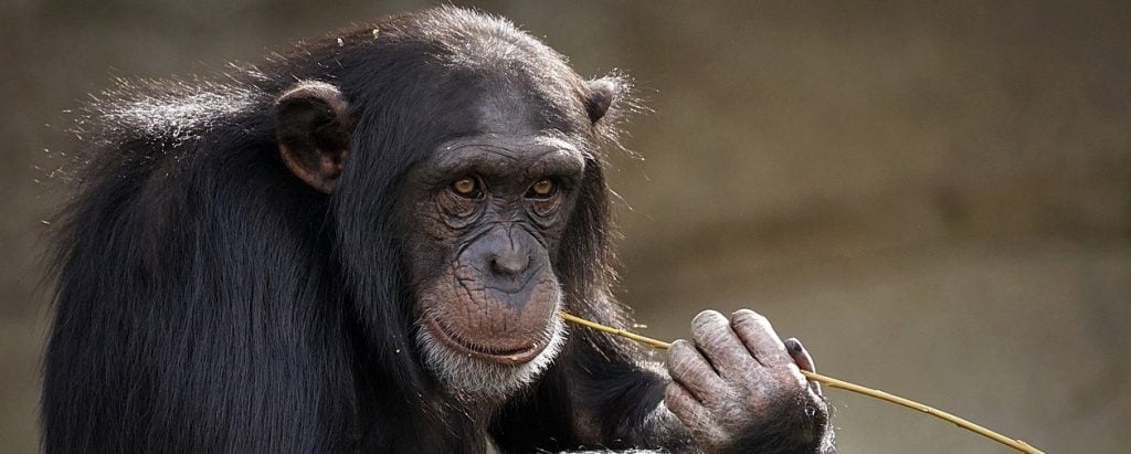 Chimpanzees Studied Using 3D Laser Scanning Services