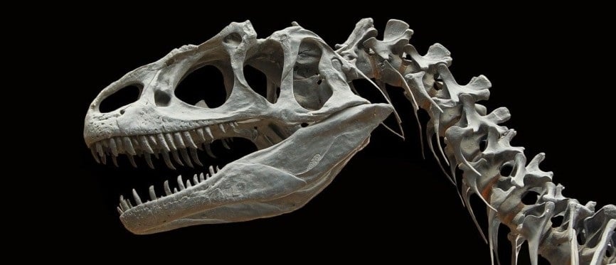 3D Laser Scanning Services: Studying Dinosaur Fossils