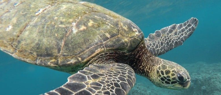 Turtle Gets Shell Thanks To 3D Laser Scanning Services