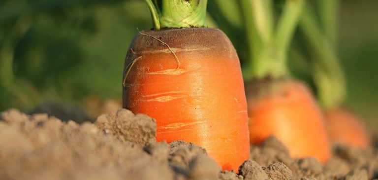 3D Laser Scanning Services Improve Carrot Harvesting in France