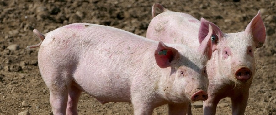 Using 3D Laser Scanning Services to Weigh Pigs for Commercial Production