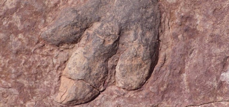 3D Laser Scanning Services: Dinosaur Footprints Discovered Inside Restaurant