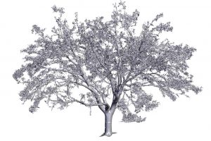 tree 3d scanning services